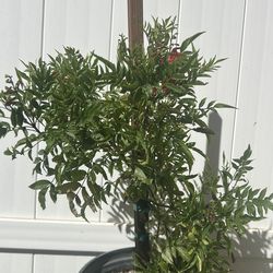 Tronadora. /. Trompeta repairs  / Tacoma