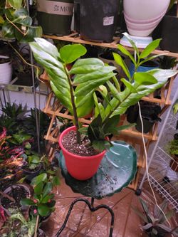 Zz Healthy  Easy Care.