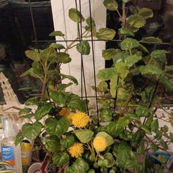 🪴Swedish Ivy Trailing Plant & Planter -$20