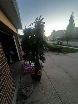 Indoor /outdoor tree