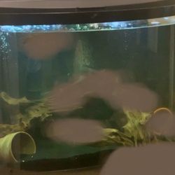 Bowfront Aquarium 32-33 Gallon 