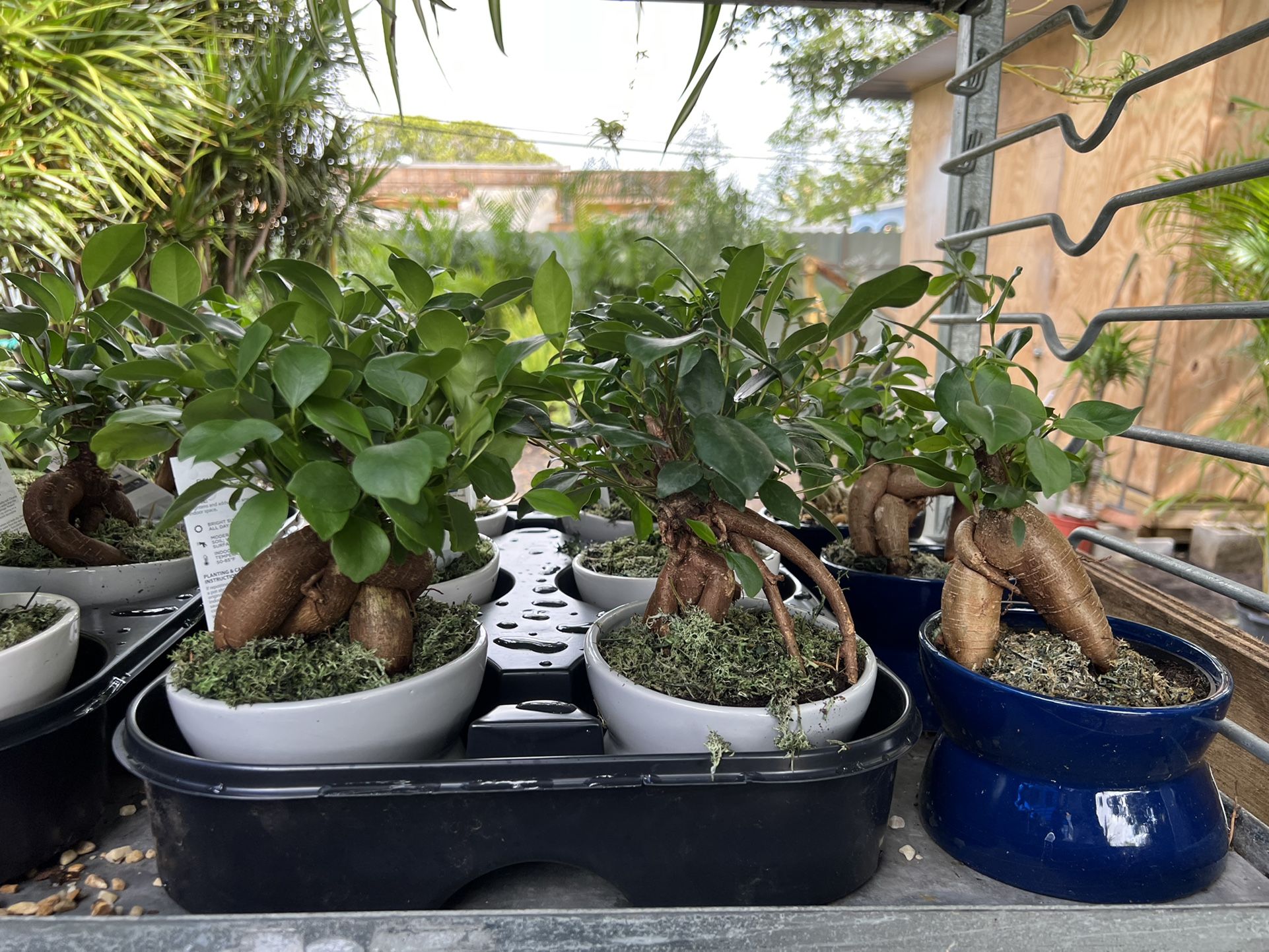 Bonsai In Ceramic Pot . SPECIAL PRICE 🤩