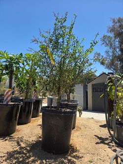 $250 Australian finger lime 🌿 15-gallon