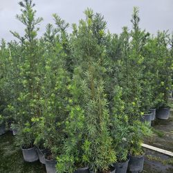 Podocarpus About 7 Feet Tall Instant Primary Hedge For Fence Green Full