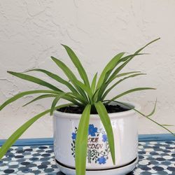 Spider Plant In Pot 