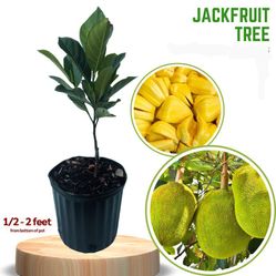 Fruit Tree