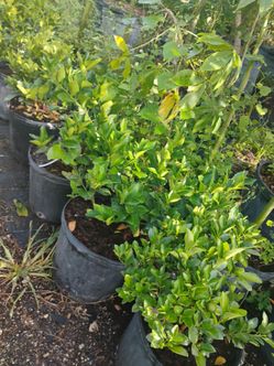 Citrus trees from $50