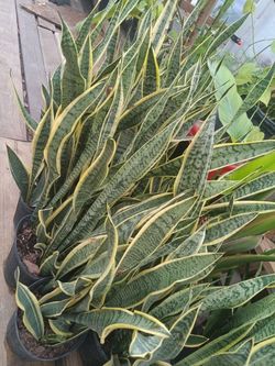 lengua de suegra 3 galones