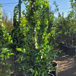 Ligustrum japonicum