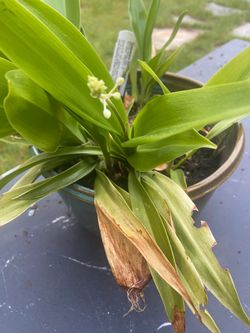 Speirantha convallarioides Plants In Glazed Ceramic Pot With Drainage