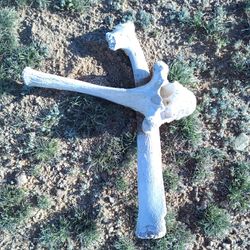 Animal Bones 