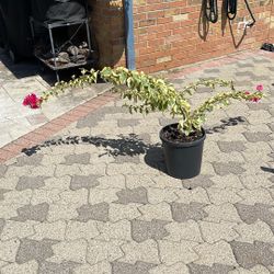 Variegated Bougainvillea