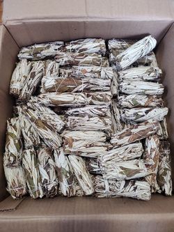 SAGE HIERBA SANTA / HOLLY GRASS SAGE 4 IN 
