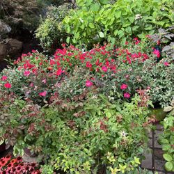 Rose Bushes / Rosas / Plants / Flowers