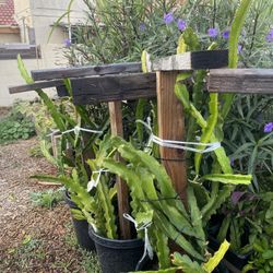 Red Dragonfruit Plant For Sale