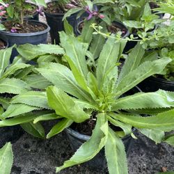Culantro / Mints Herb In Pots 