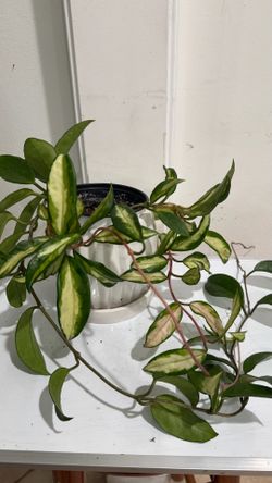 Hoya Princess