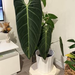 Exotic Plants  Startd From $50 Up To $250