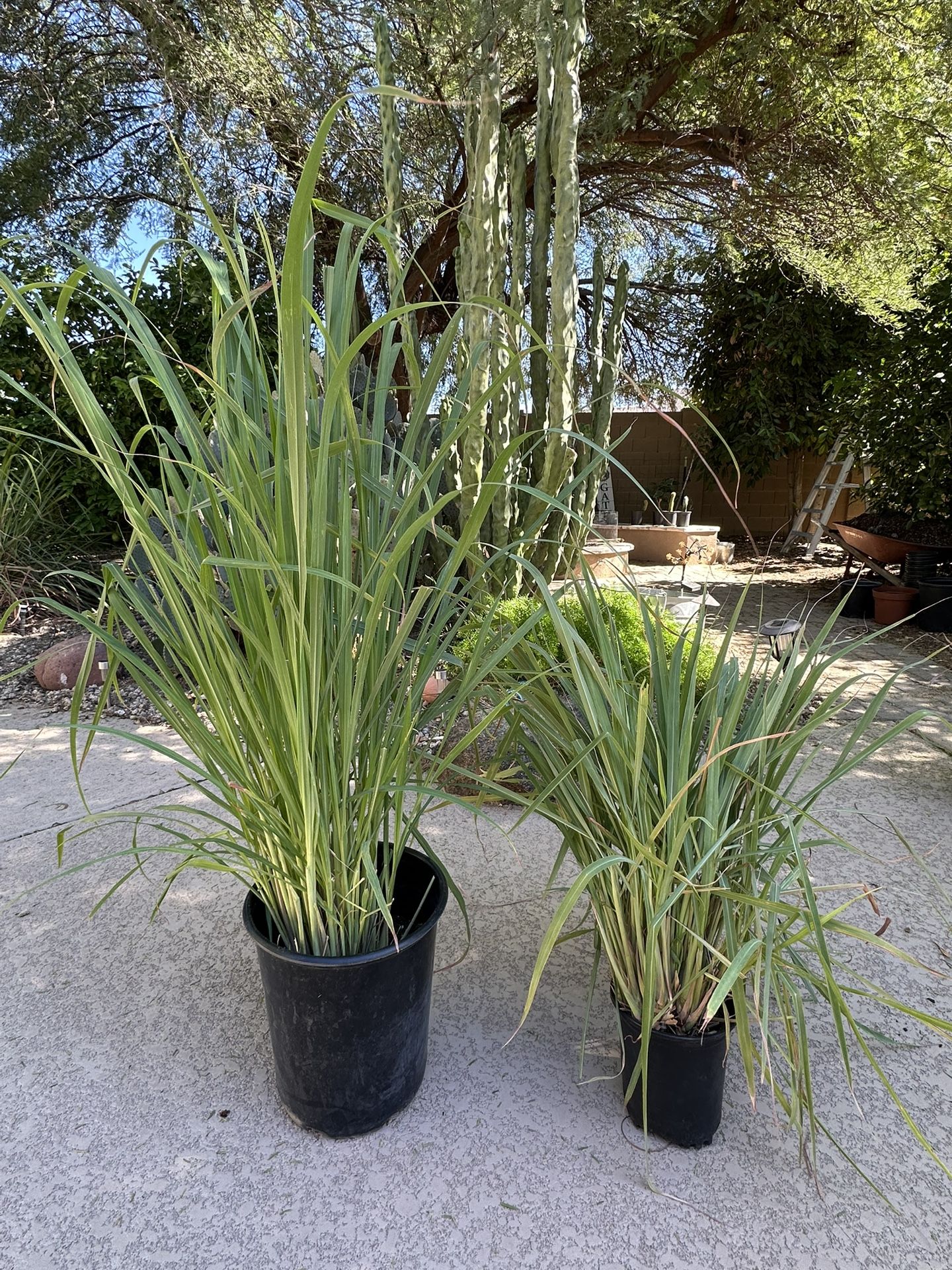 Lemongrass (limon de te) 40” & 24”