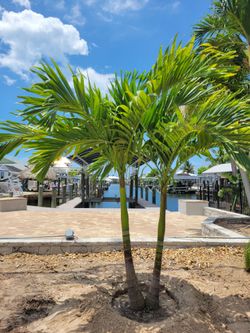 Christmas Palm Tree 25 gall / Installation Included In The Price