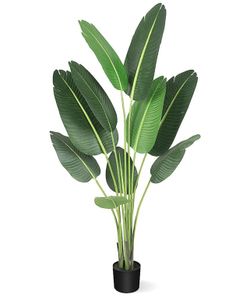 Paradise Palm Leaves
