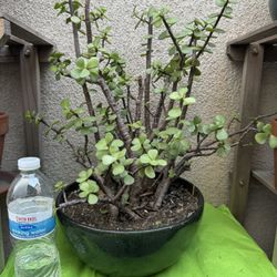 Elephant Bush Plant
