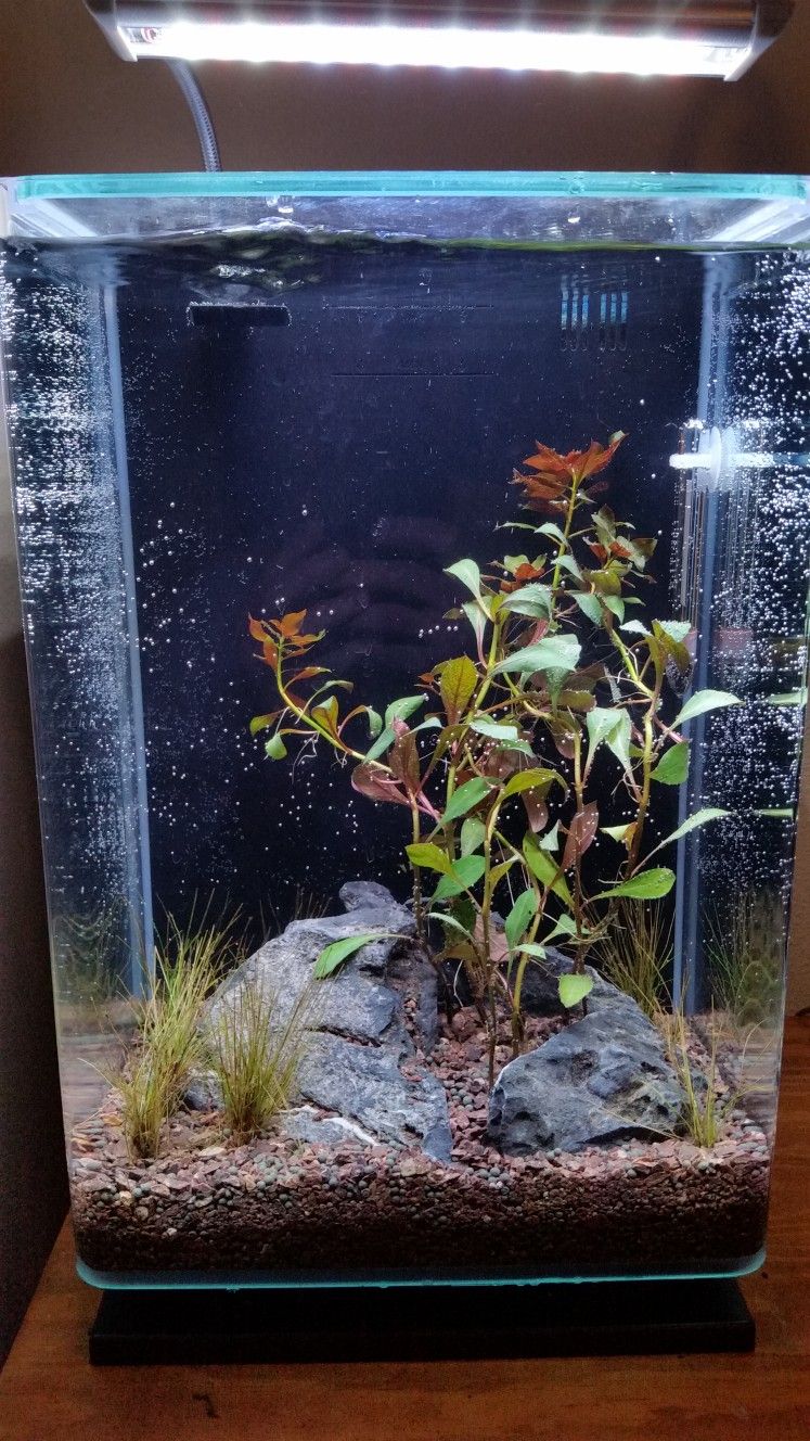 5 Gallon Nano Aquarium Fish Tank