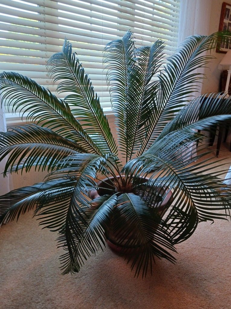 large Indoor Plant