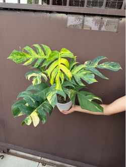 6” xxl Epi yellow flame big leaves