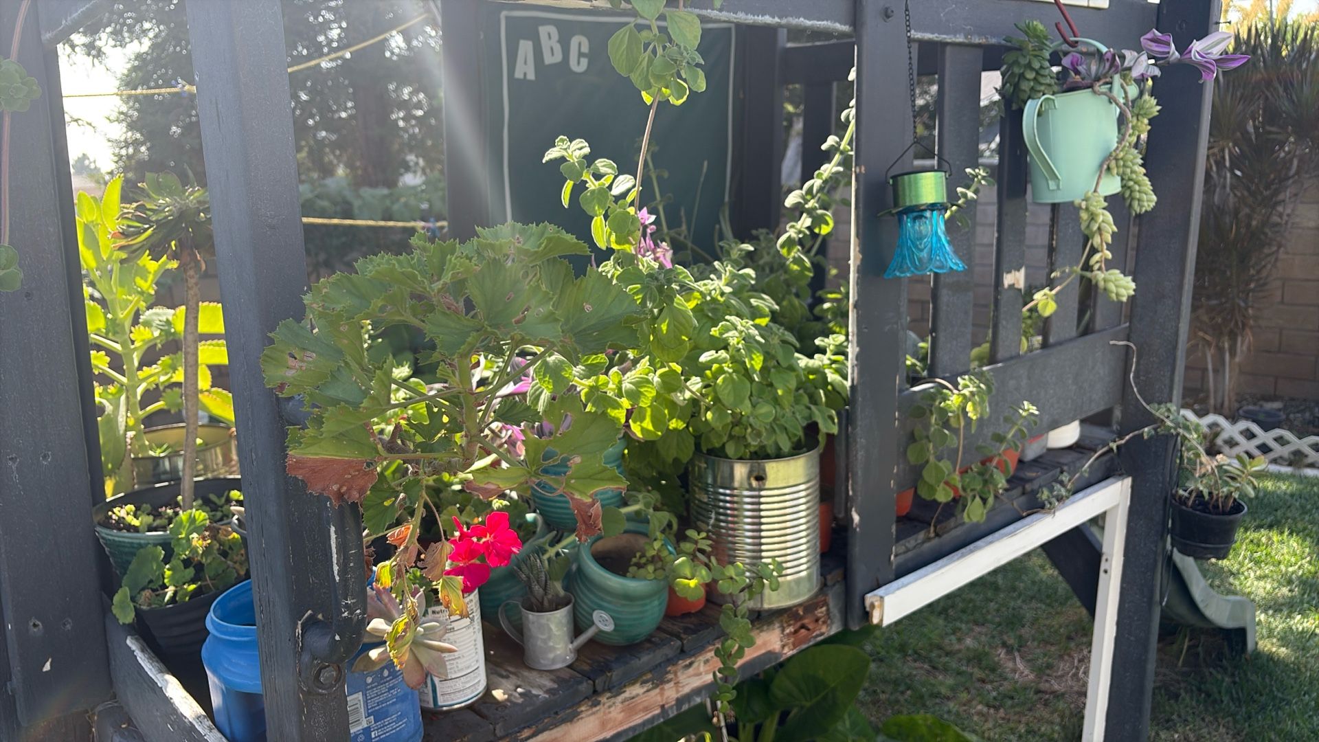 Plants/Succulents/Herbs for sale