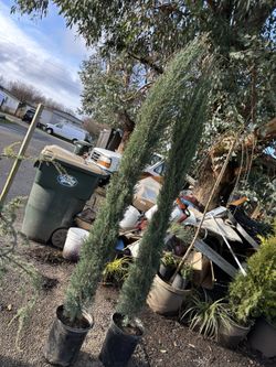 Italian Cypress