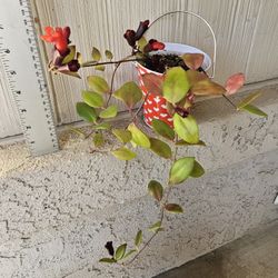 Mona Lisa Lipstick Plant (Blooming) ❤️