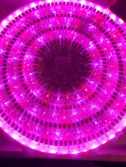 Christmas lights and more