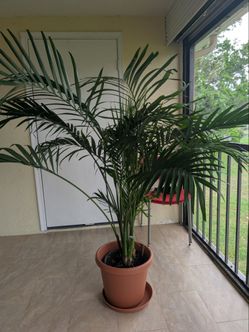 Large cat palm in 16" pot