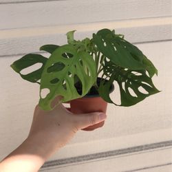 Beautiful Monstera Adonsonii Plant 