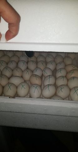 Incubate fertile eggs $2each