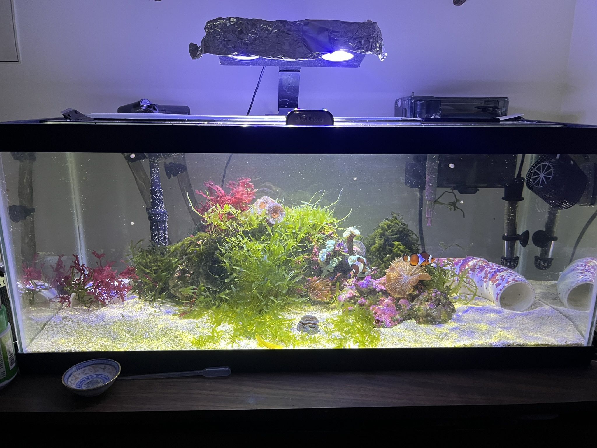 Saltwater aquarium set up