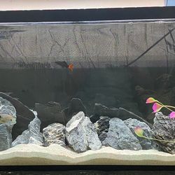 55 gallon tank Aquarium