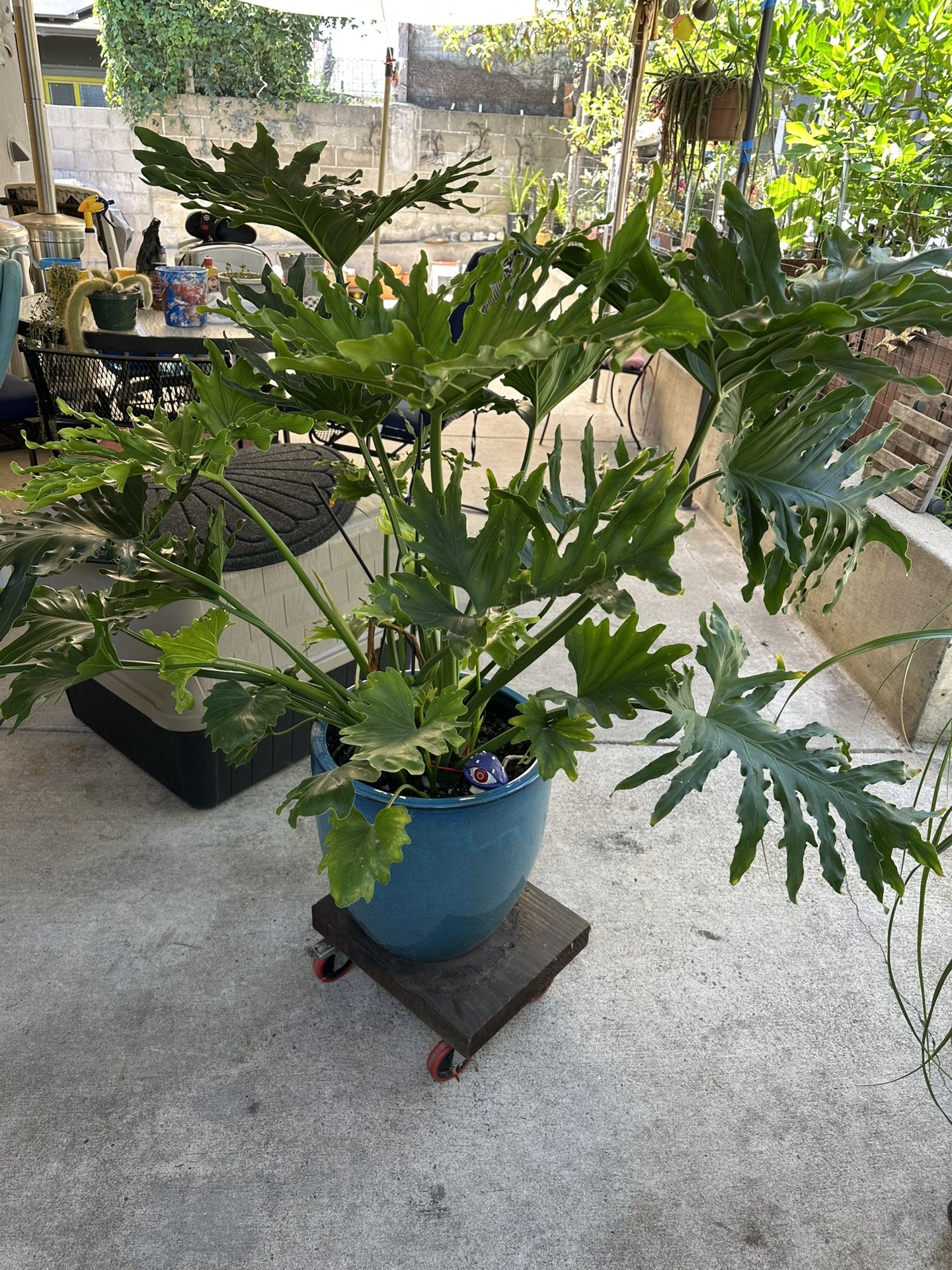 Beautiful Big Plant With Ceramic Pot