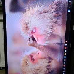 50" 1080p Panasonic