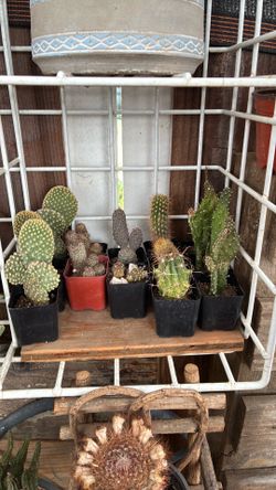2” mini cactus