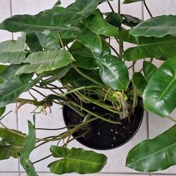 Philodendron Outdoor Indoor Plant 