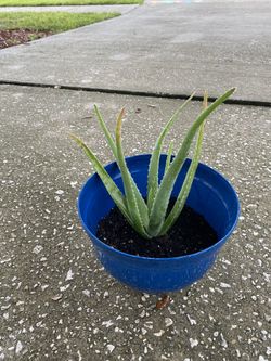 Sabila Aloe Vera Planta