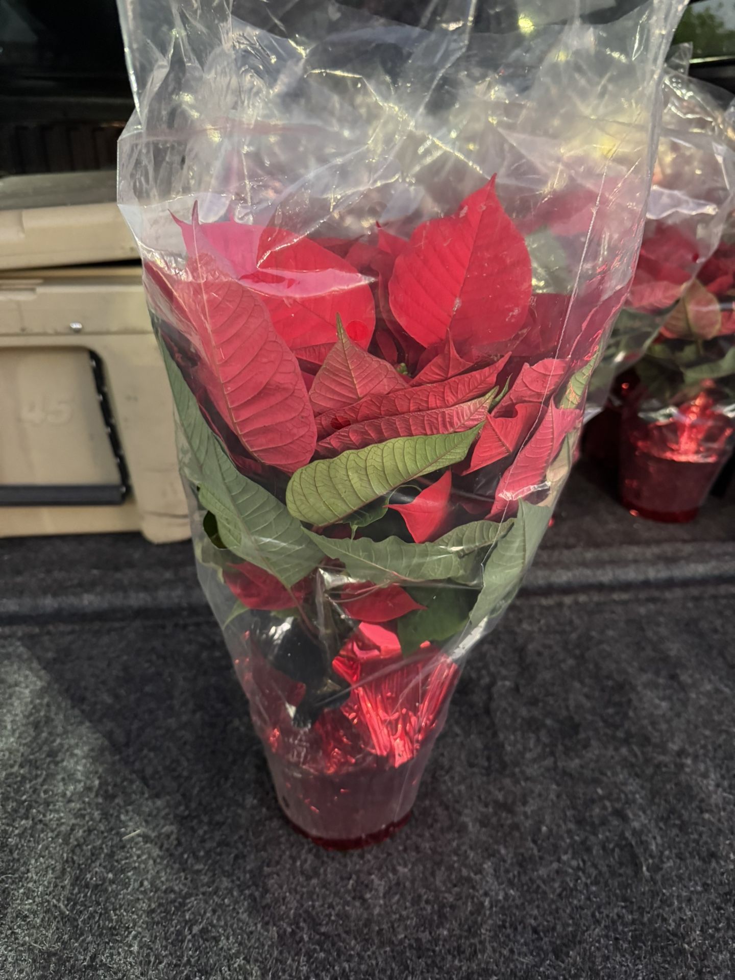 Poinsettias For Sale! 20 Available $2.50 Each