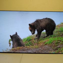 55 Inch Lg C2 OLED 4k 120hz Tv