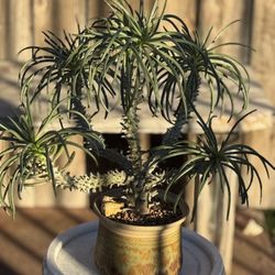 tylecodon wallichii    Cactus Succulents Agave Aloe