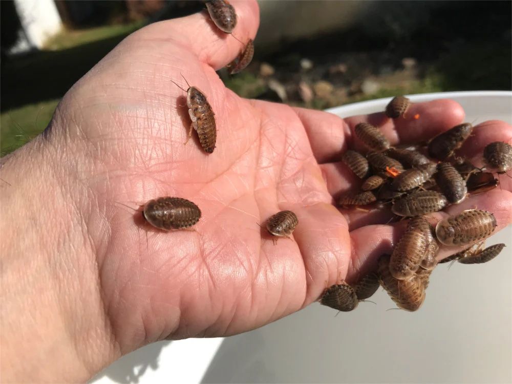Dubia Roach