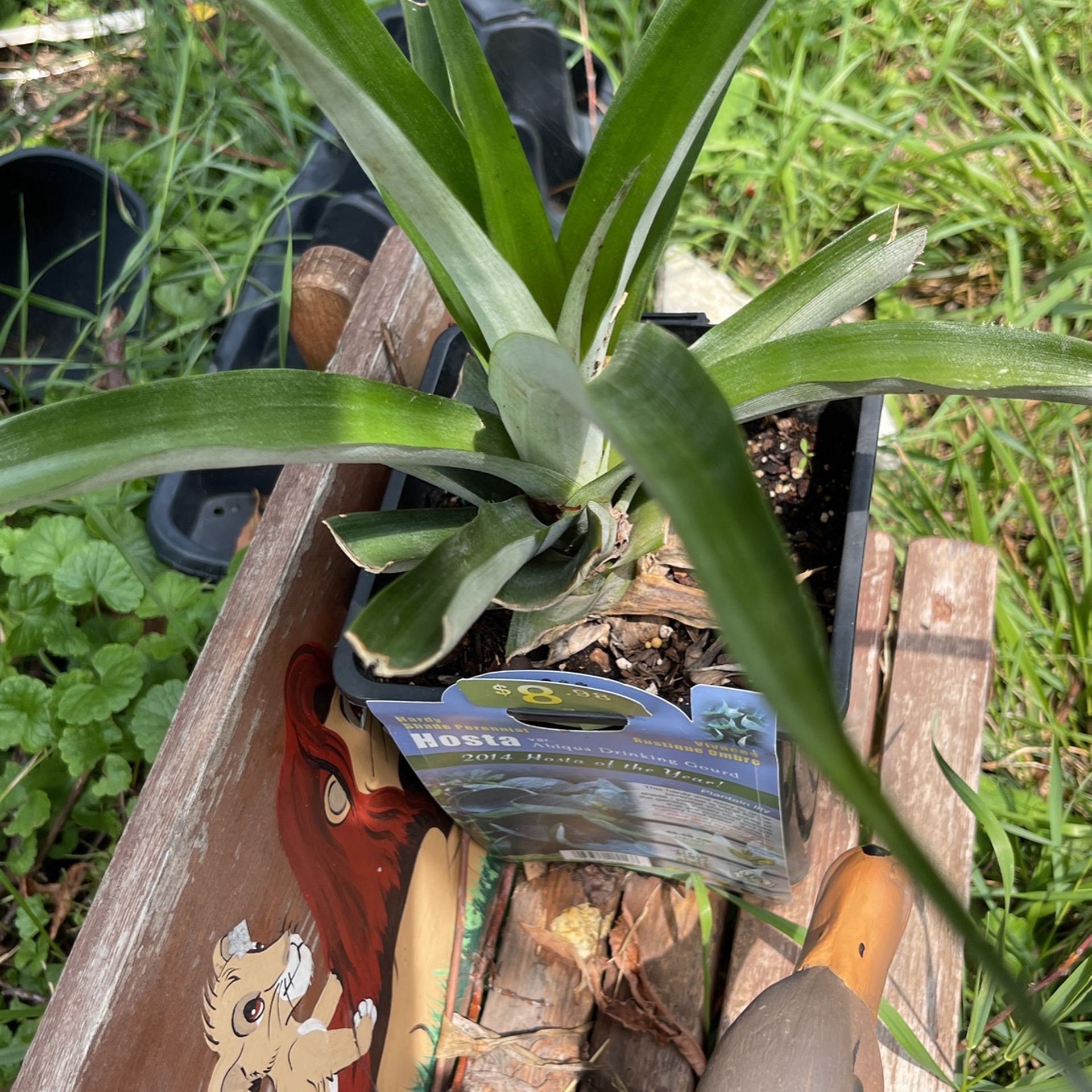 Plants De Piña