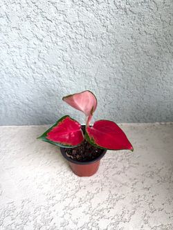 Aglaonema plant