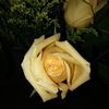 719Yellowrose